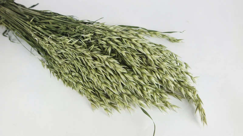 Hafer getrocknet - 1 Bund - Naturfarbe