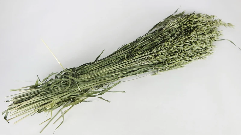 Hafer getrocknet - 1 Bund - Naturfarbe