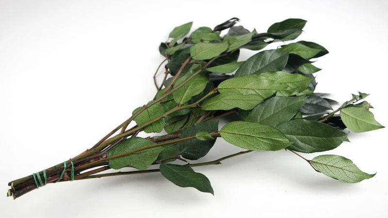 Stabilisiertes Salal - 1 Strauß - Grün
