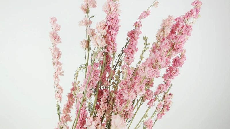 Delphinium - 1 Strauß - Naturfarbe rosa