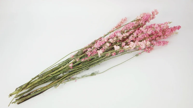 Delphinium - 1 Strauß - Naturfarbe rosa