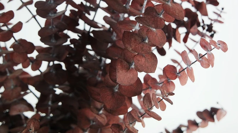 Konservierter Eukalyptus Baby blue - 1 Bund - Rot
