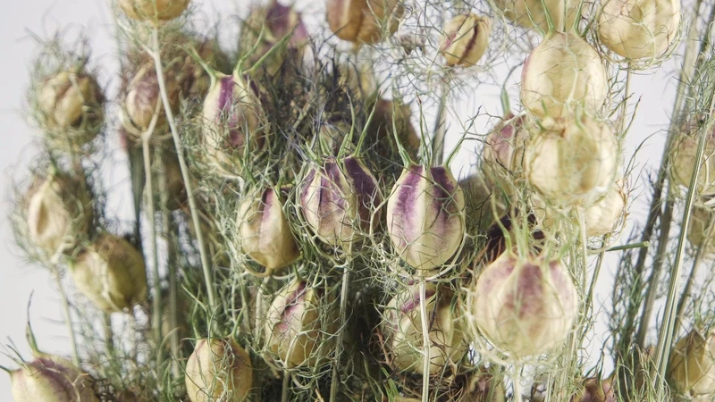 Nigella - 1 Strauß - Naturfarbe grün