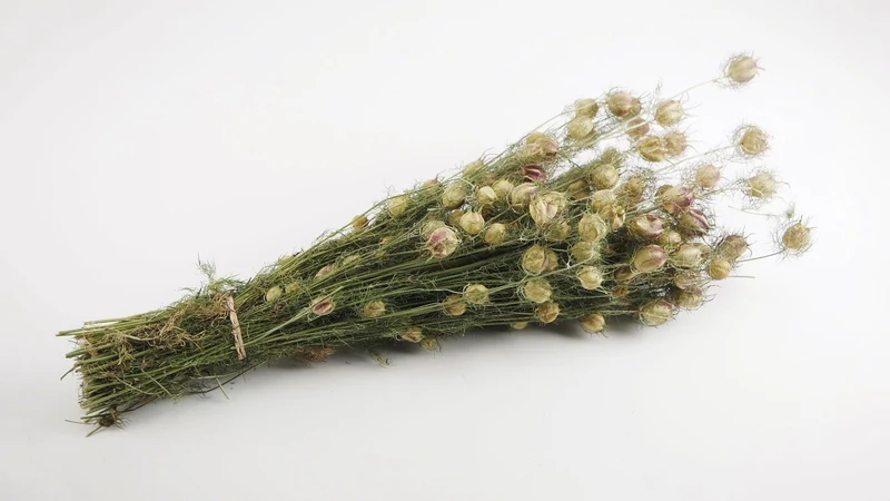 Nigella - 1 Strauß - Naturfarbe grün