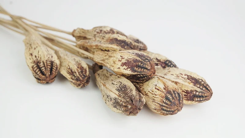 Mehogany - 1 Strauß - Naturfarbe