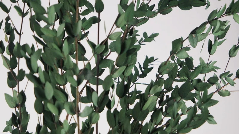 Konservierter Eukalyptus Parvifolia - 1 Bund - Grün