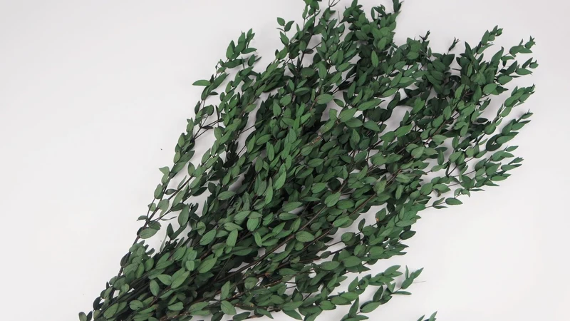 Konservierter Eukalyptus Parvifolia - 1 Bund - Grün