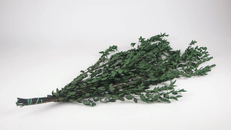 Konservierter Eukalyptus Parvifolia - 1 Bund - Grün
