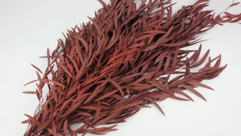 Konservierter Eukalyptus Nicoli - 1 Bund - Rot