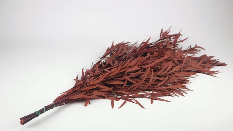 Konservierter Eukalyptus Nicoli - 1 Bund - Rot