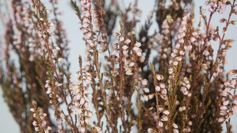 Stabilisiertes Heidekraut - 1 Strauß - Rosa