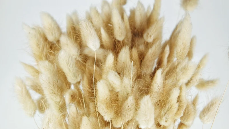 Lagurus getrocknet - 1 Bund - Naturfarbe
