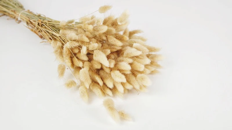Lagurus getrocknet - 1 Bund - Naturfarbe