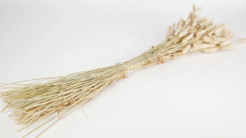 Lagurus getrocknet - 1 Bund - Naturfarbe