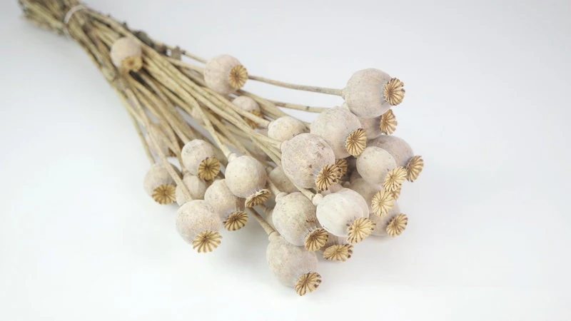 Mohnkapseln getrocknet - 1 Strauß - Naturfarbe