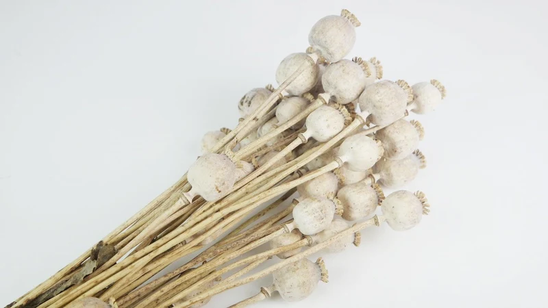 Mohnkapseln getrocknet - 1 Strauß - Naturfarbe