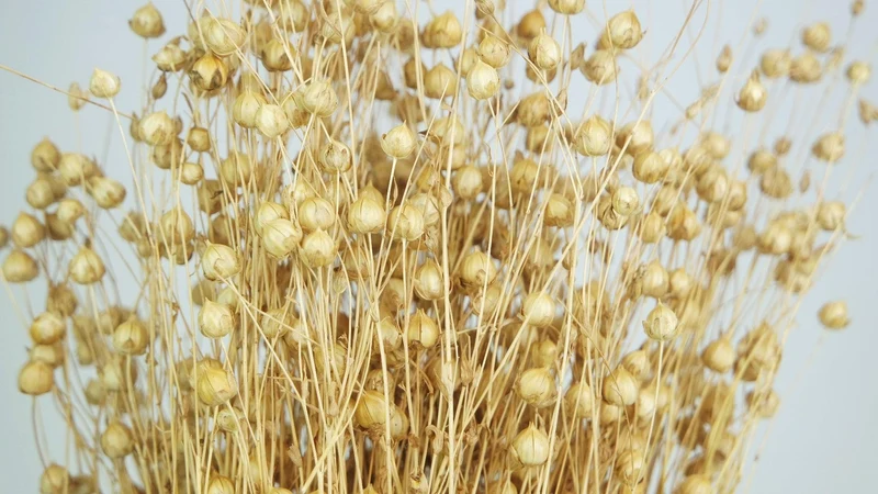 Flachs getrocknet - 1 Bund - Naturfarbe