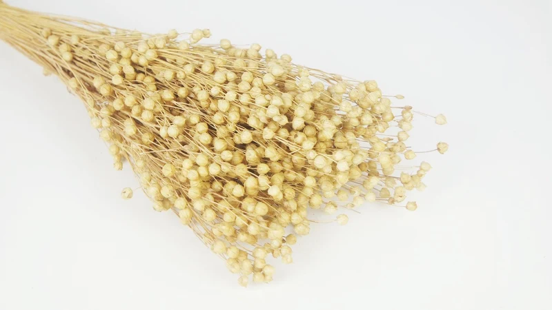Flachs getrocknet - 1 Bund - Naturfarbe