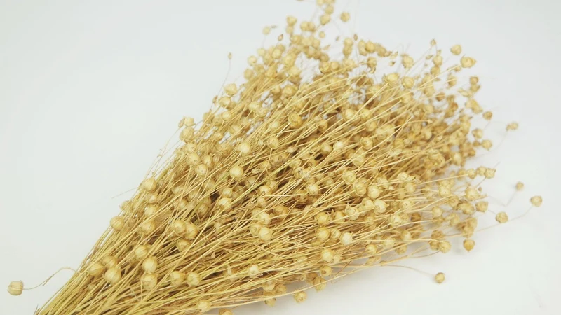 Flachs getrocknet - 1 Bund - Naturfarbe