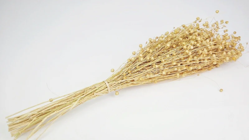 Flachs getrocknet - 1 Bund - Naturfarbe