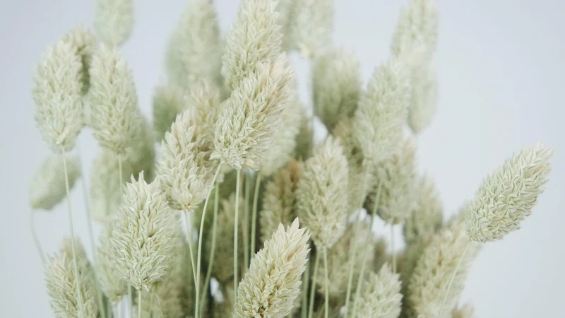 Phalaris getrocknet - 1 Bund - Naturfarbe