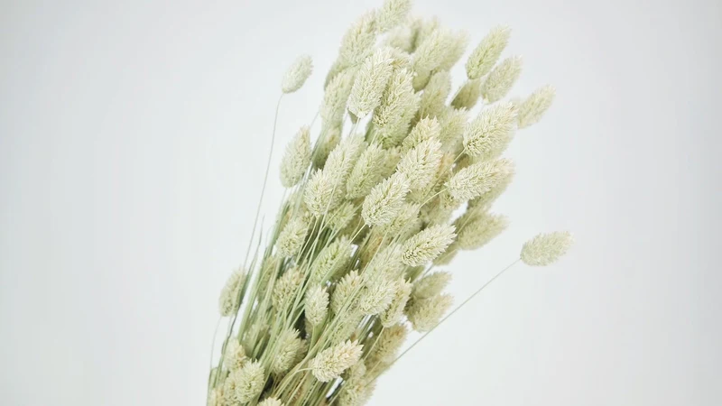 Phalaris getrocknet - 1 Bund - Naturfarbe