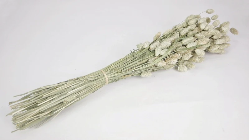Phalaris getrocknet - 1 Bund - Naturfarbe