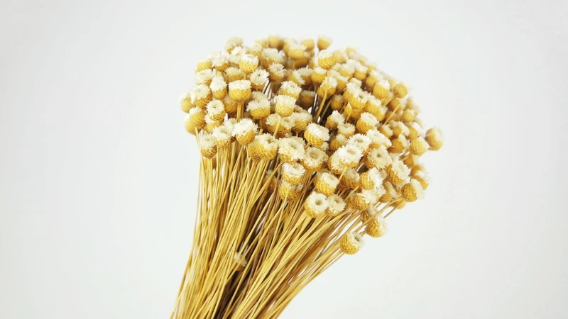 Jazilda - 1 Bund - Naturfarbe