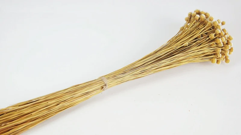 Jazilda - 1 Bund - Naturfarbe