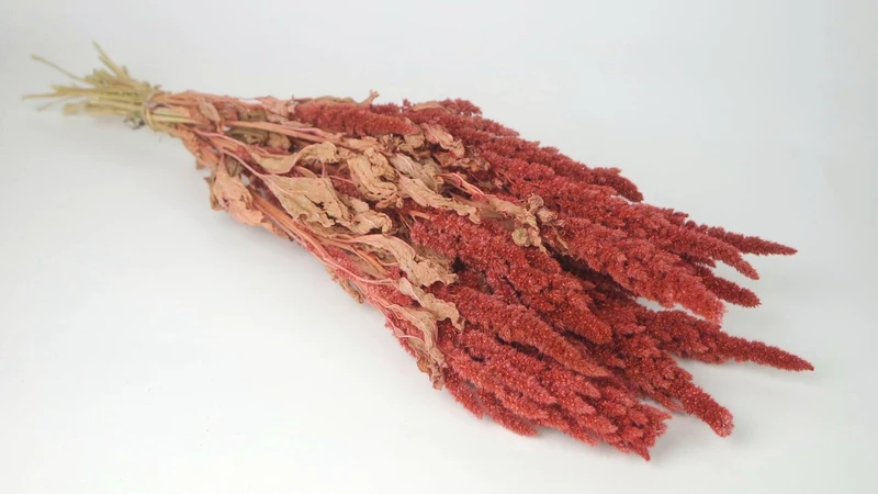 Amarant mit Stängel getrocknet - 1 Strauß - Coral rosa