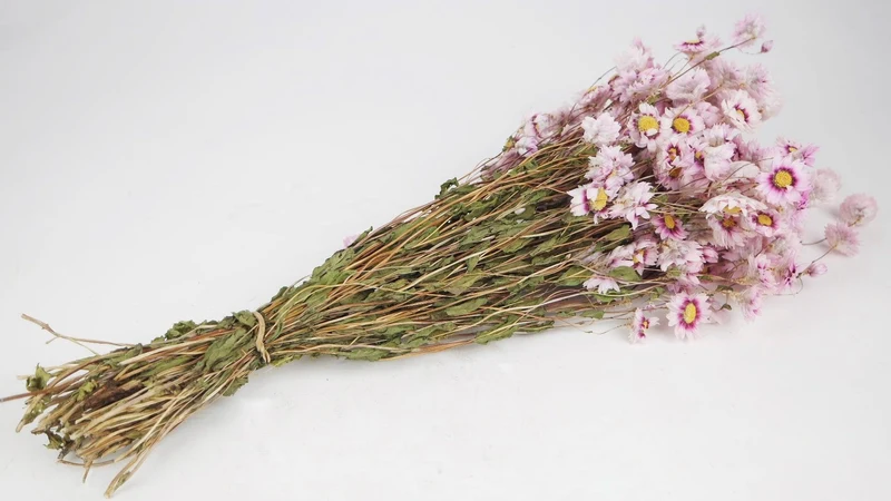 Rodanthe - 1 Bund XL - Naturfarbe rosa