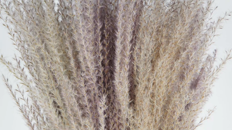 Miscanthus - 15 Stängel - Naturfarbe