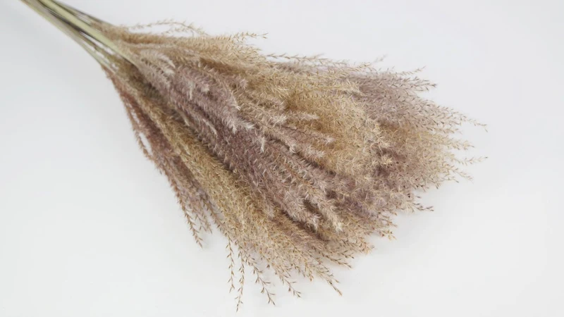 Miscanthus - 15 Stängel - Naturfarbe