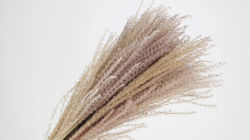 Miscanthus - 15 Stängel - Naturfarbe