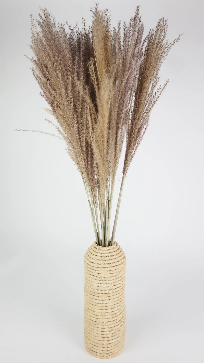 Miscanthus - 15 Stängel - Naturfarbe