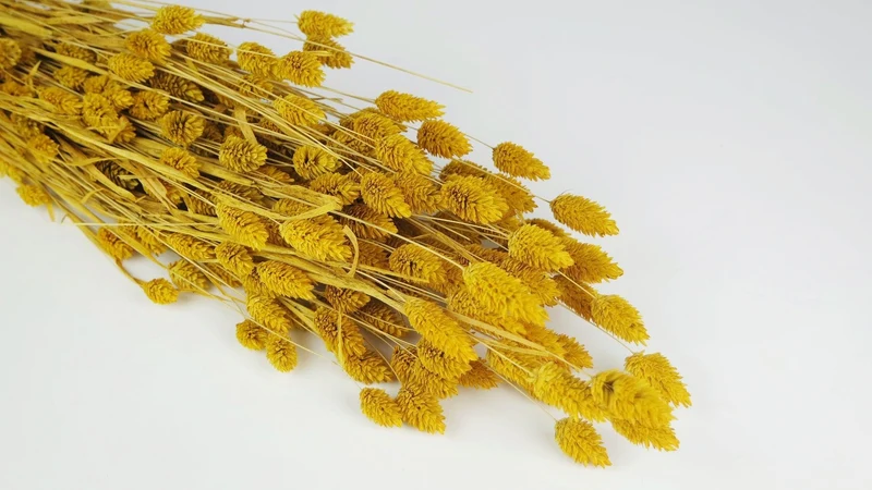 Phalaris getrocknet - 1 Bund - Safrangelb