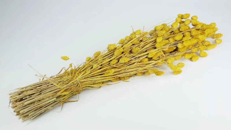 Phalaris getrocknet - 1 Bund - Safrangelb