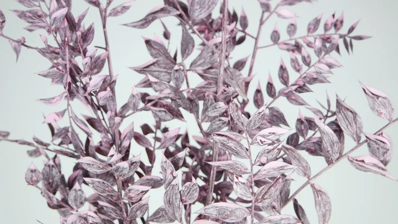 Ruskus Getrocknet - 1 Bund - Frost rosa