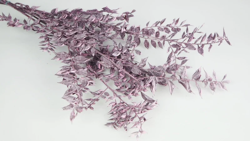 Ruskus Getrocknet - 1 Bund - Frost rosa