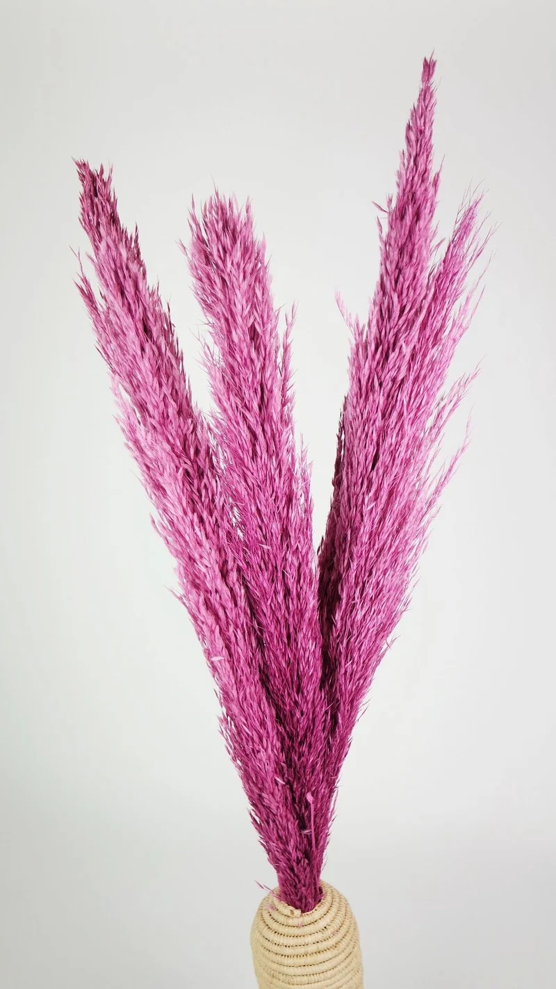 Pampasgras 90 cm - 6 Stängel - Violettrosa