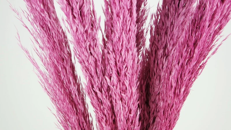 Pampasgras 90 cm - 6 Stängel - Violettrosa