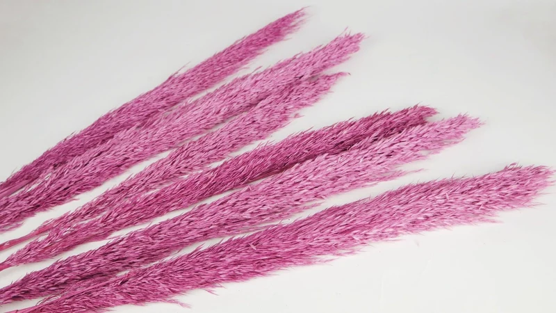 Pampasgras 90 cm - 6 Stängel - Violettrosa