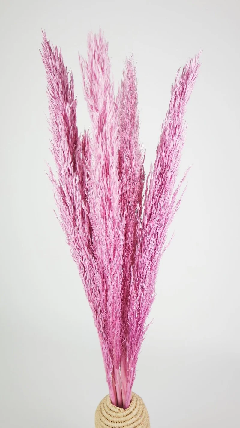 Pampasgras 90 cm - 6 Stängel - Rosa