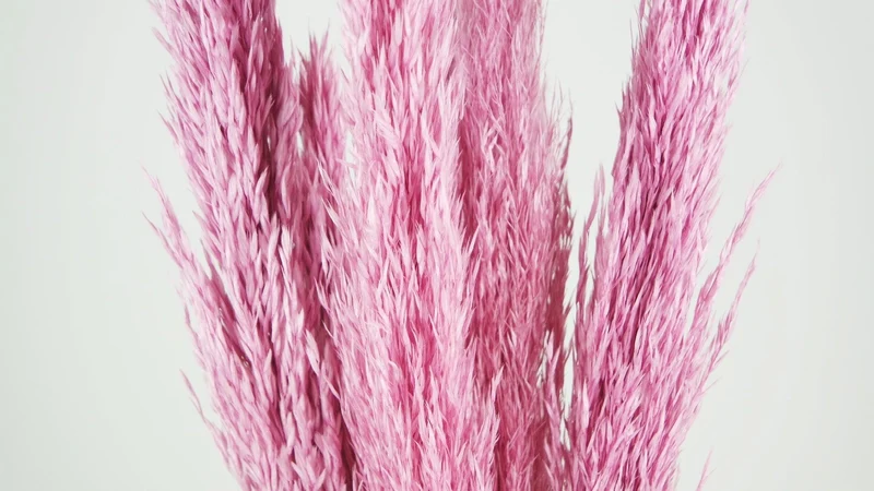 Pampasgras 90 cm - 6 Stängel - Rosa