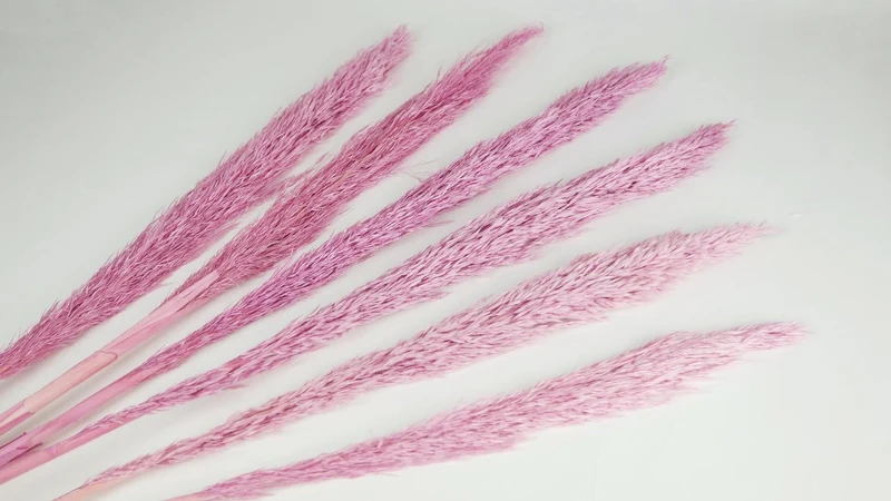 Pampasgras 90 cm - 6 Stängel - Rosa