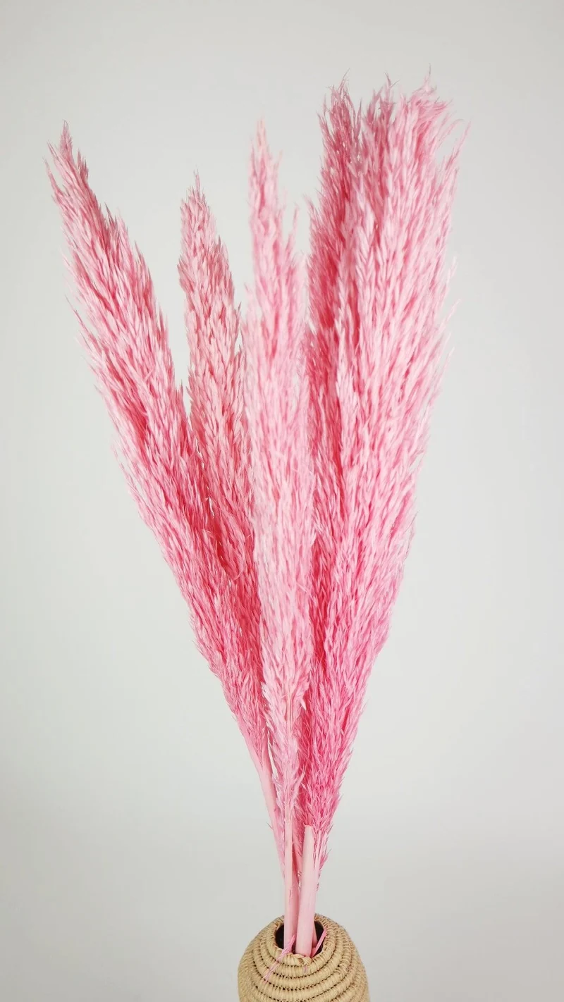 Pampasgras 90 cm - 6 Stängel - Hellrosa