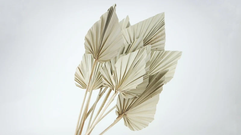 Fächerpalme getrocknet M - 5 Stiele - Naturfarbe