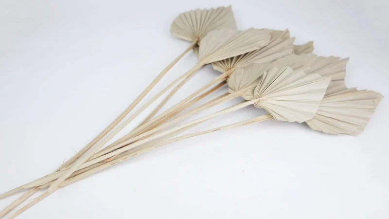 Fächerpalme getrocknet M - 5 Stiele - Naturfarbe