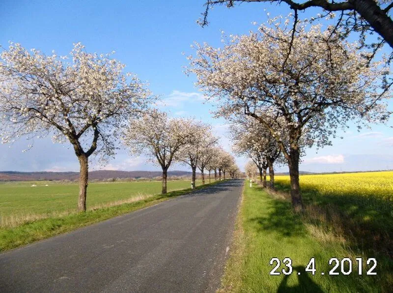 Süßkirschbäume & Sauerkirschbäume