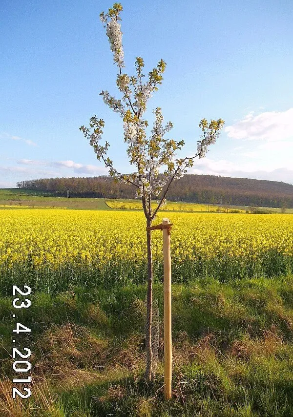 Süßkirschbäume & Sauerkirschbäume